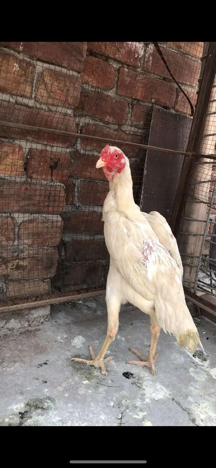 paper white shamo female for sale — photo 8