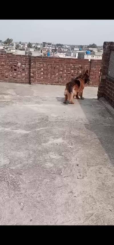 60000 german shepherd good quality female