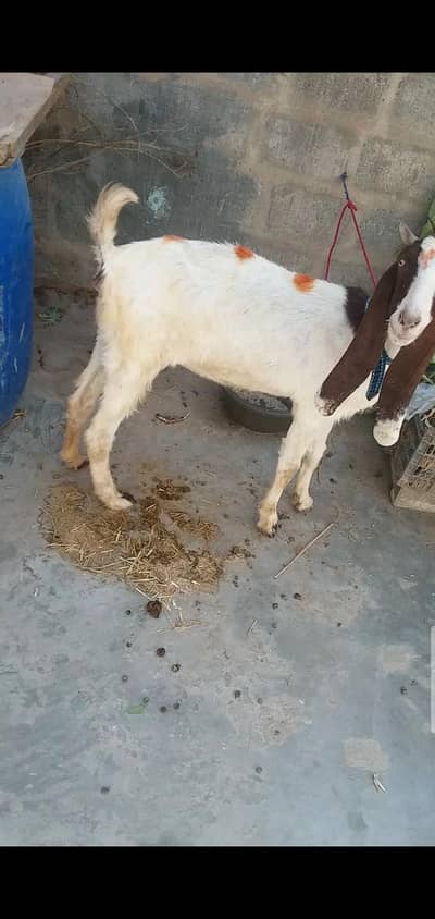 3 bakri 4 teeth read description carefully