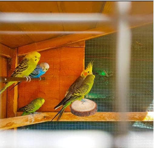 Parrot Wood Round Stand, Wooden Bird Cage Chew Toy Bird Perch Platform for Canary Parakeet Cockatiel Parrot Sparrow R6104