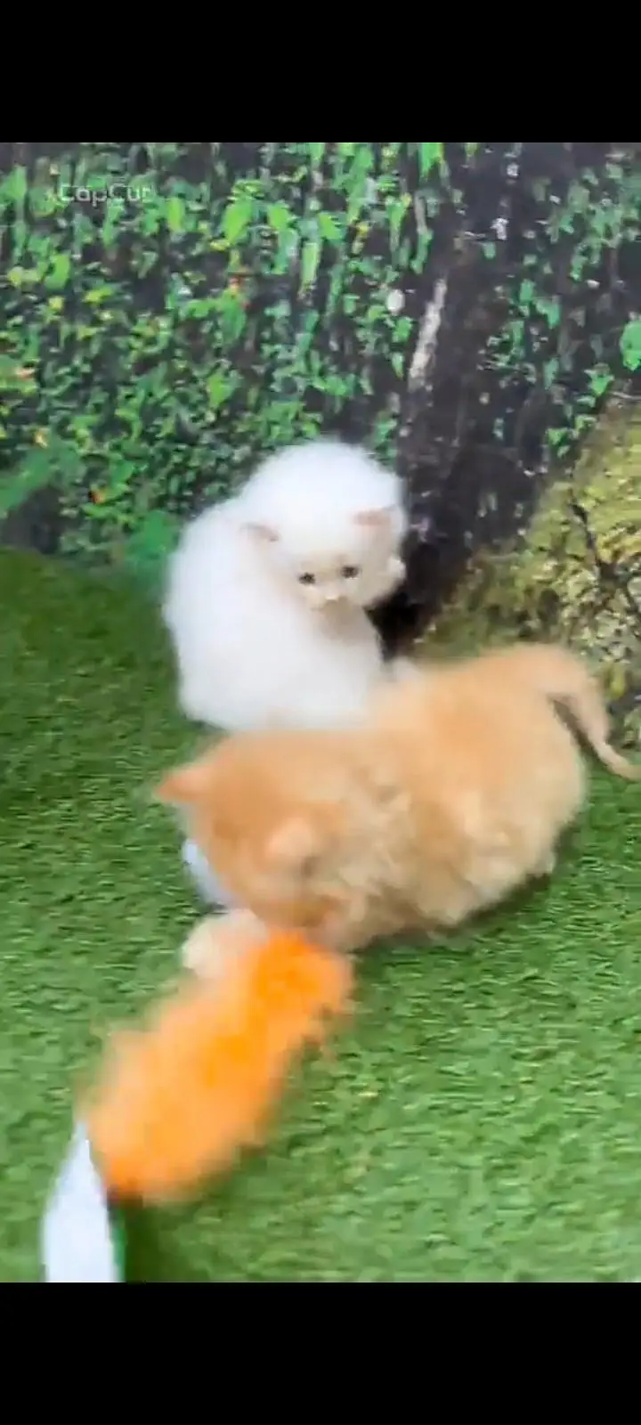 Persian cat for sale male or female healthier — photo 5
