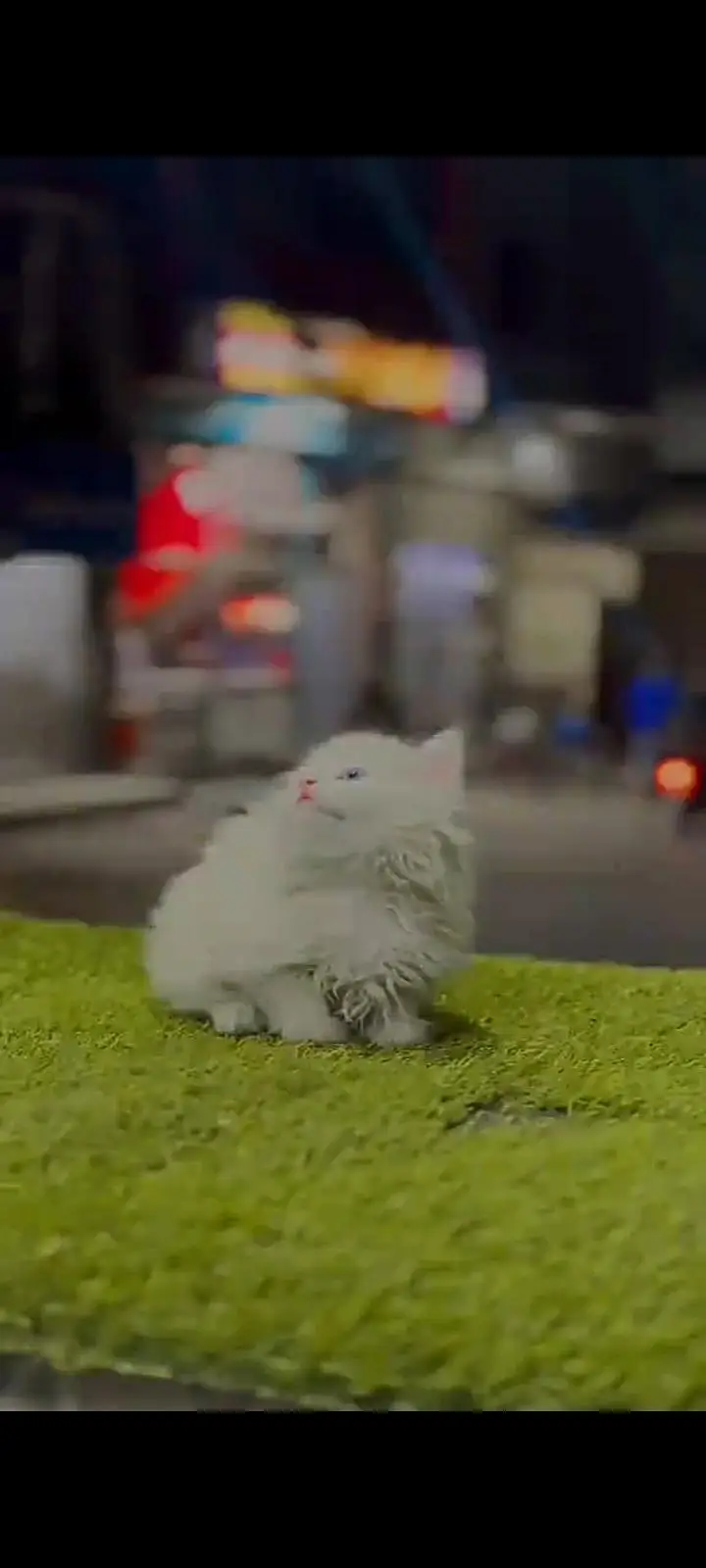 Persian cat for sale male or female healthier — photo 7