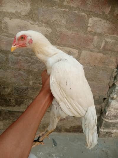 Ye White Aseel Madi for sale he
