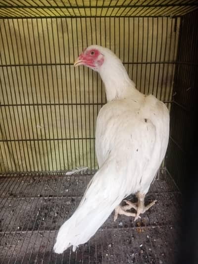 Ye White Heera Aseel Madi for sale he