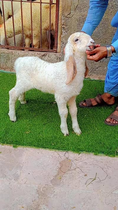 banur