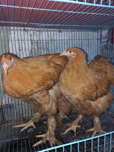 golden Bef  arnjet