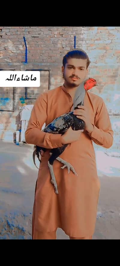full setup for sale aseel male female+chicks
