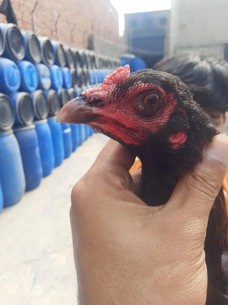 full setup for sale aseel male female+chicks — photo 2