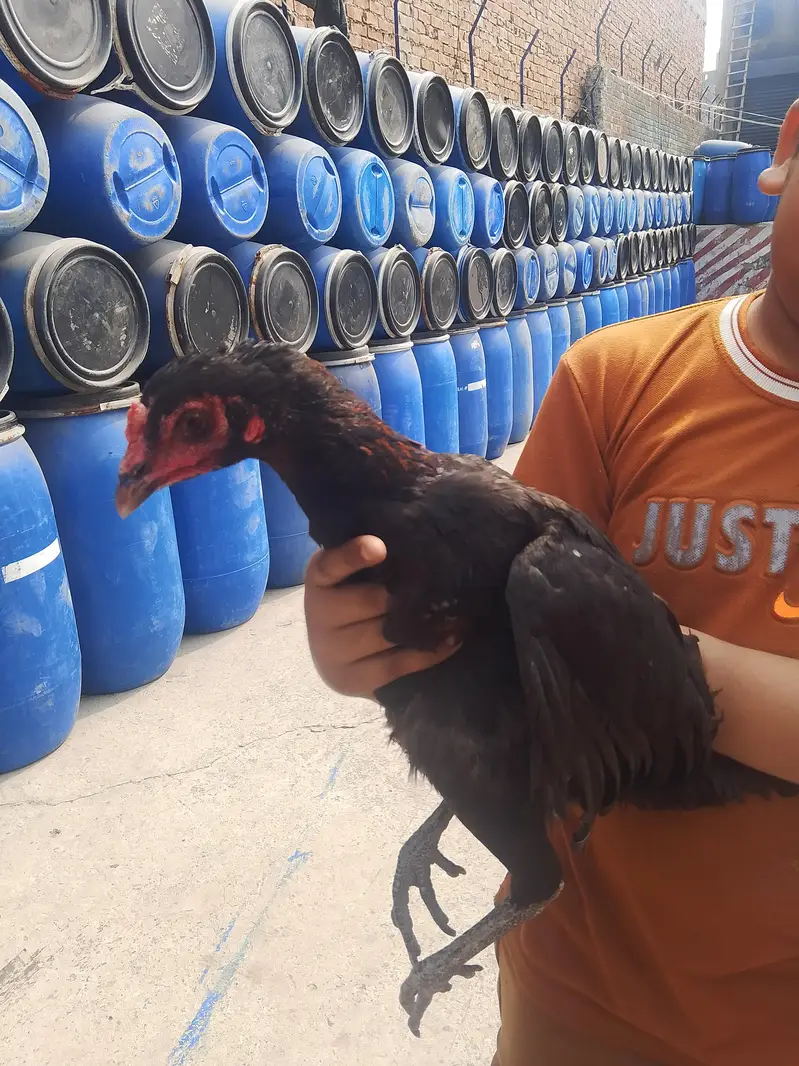 full setup for sale aseel male female+chicks — photo 3