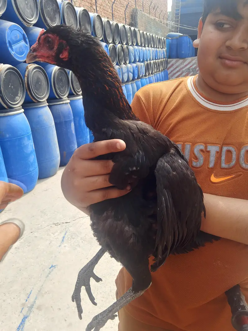 full setup for sale aseel male female+chicks — photo 5