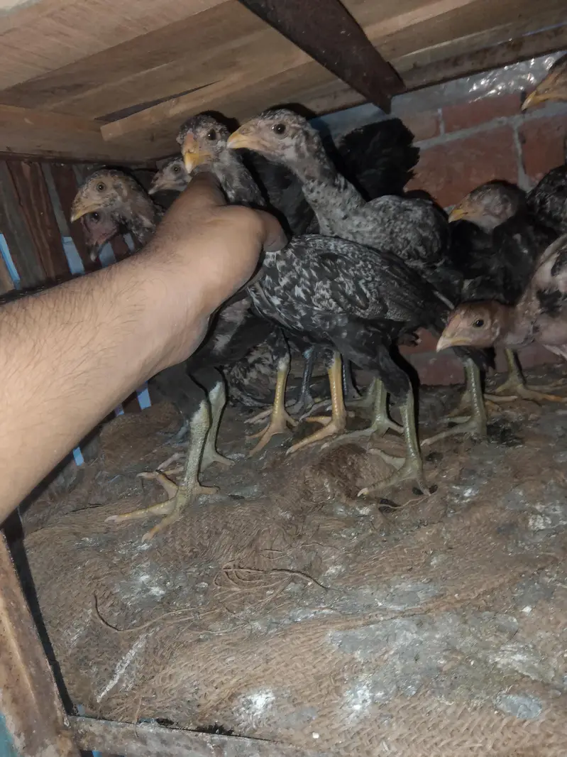 full setup for sale aseel male female+chicks — photo 6