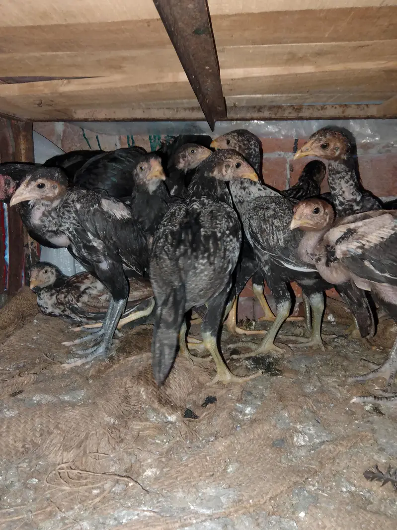 full setup for sale aseel male female+chicks — photo 7