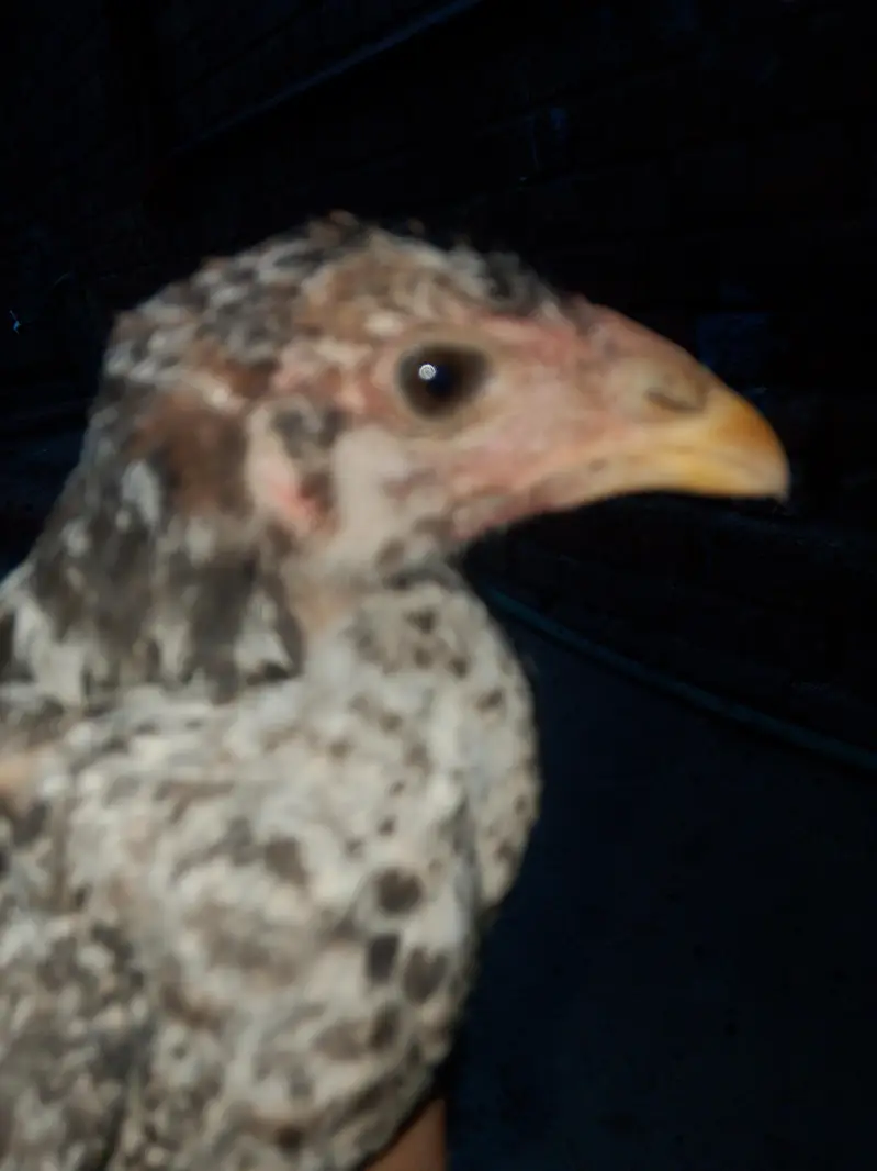 full setup for sale aseel male female+chicks — photo 8