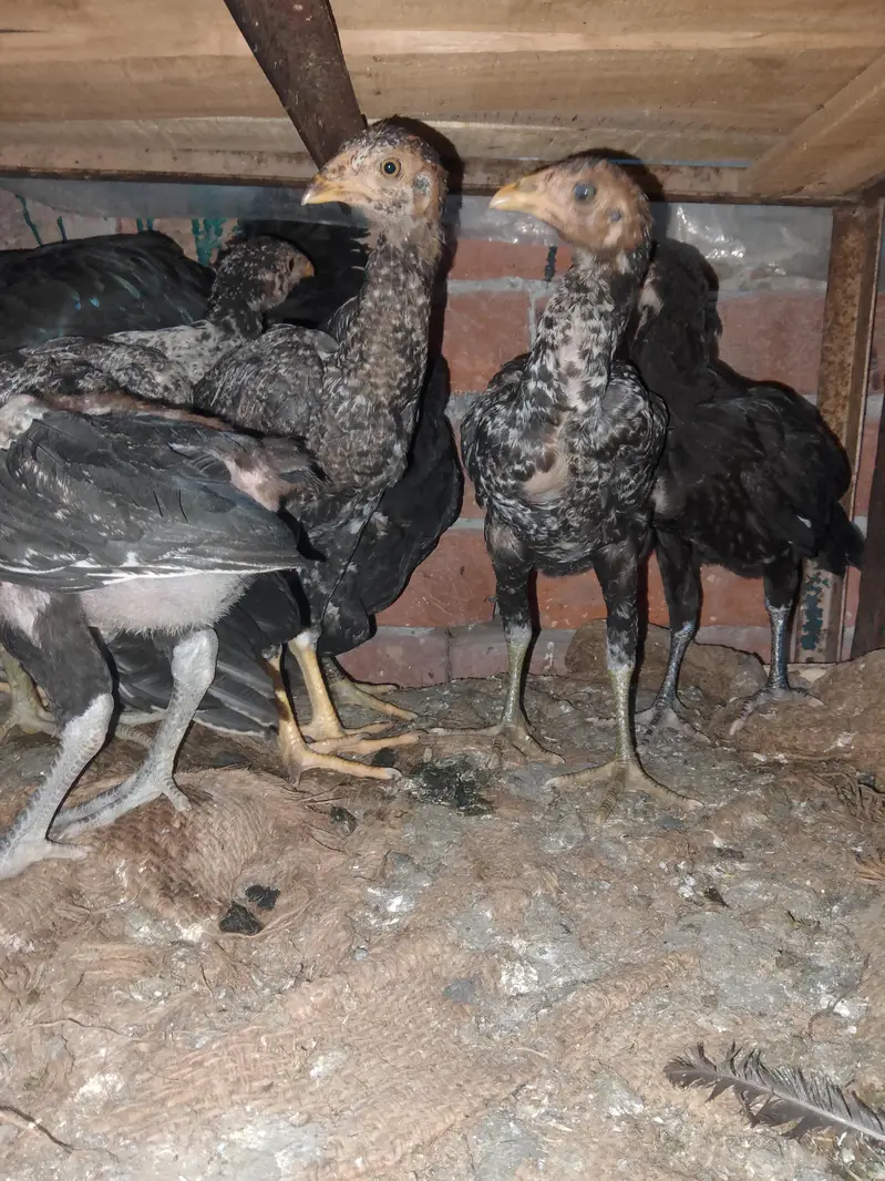 full setup for sale aseel male female+chicks — photo 9