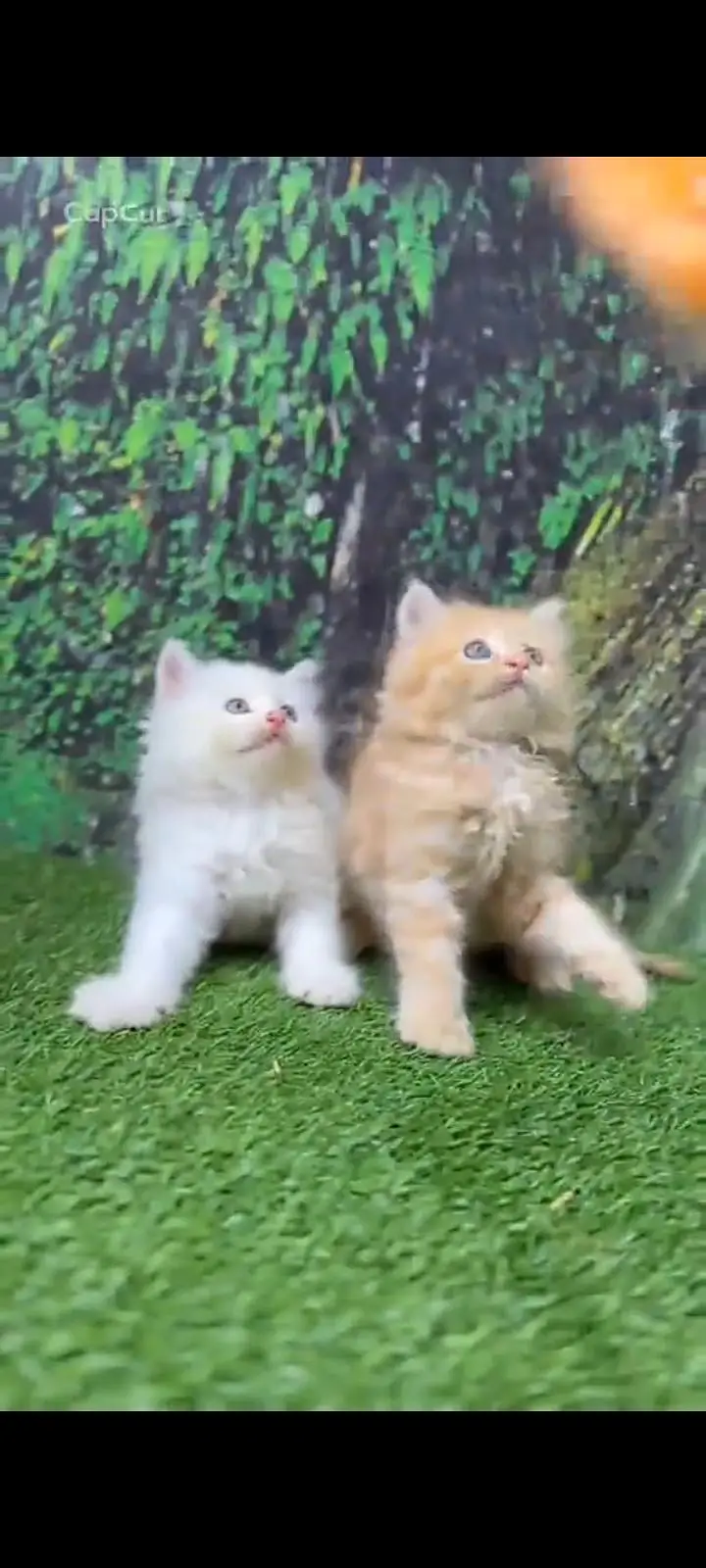 Persian cat for sale male or female vaccine — photo 6