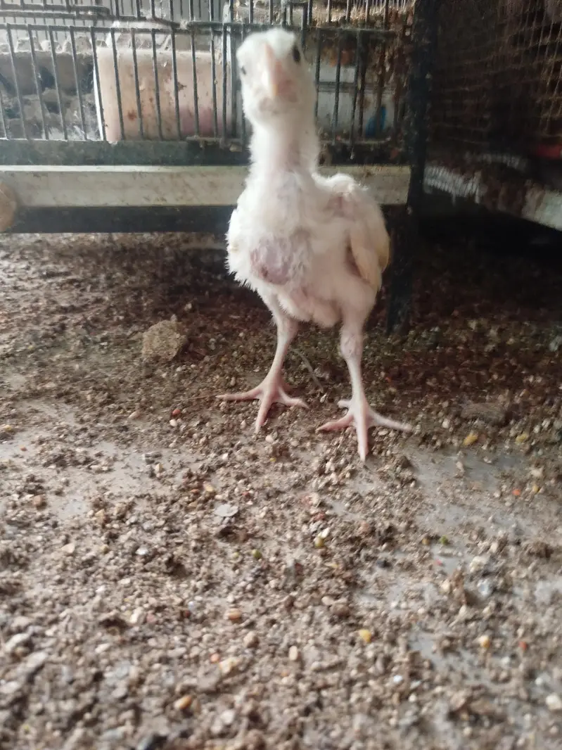 1 month and 4 months checks are available — photo 2