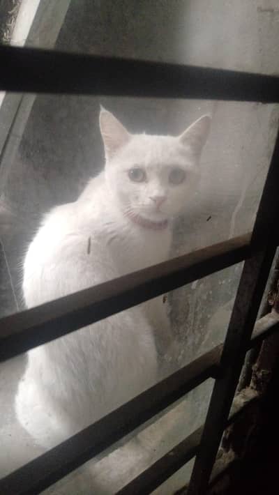 young cat needs a new home