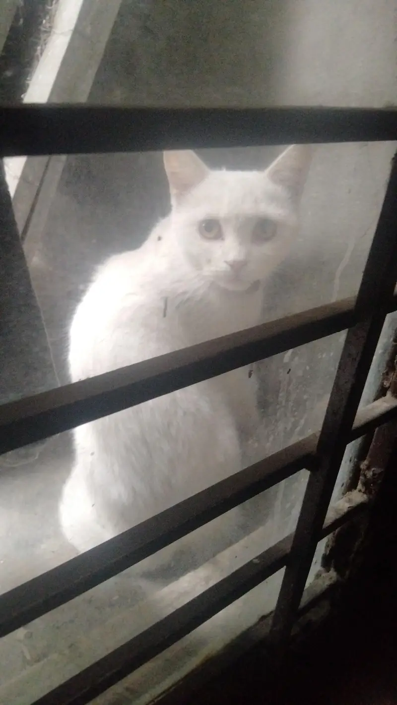 young cat needs a new home — photo 2