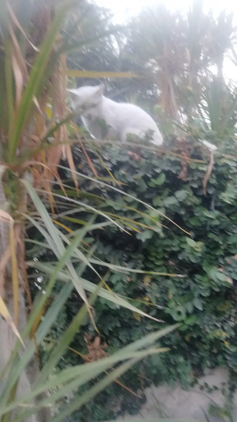 young cat needs a new home — photo 3