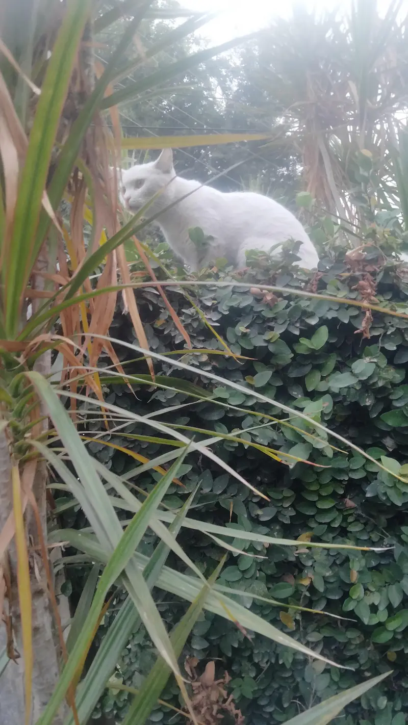 young cat needs a new home — photo 4