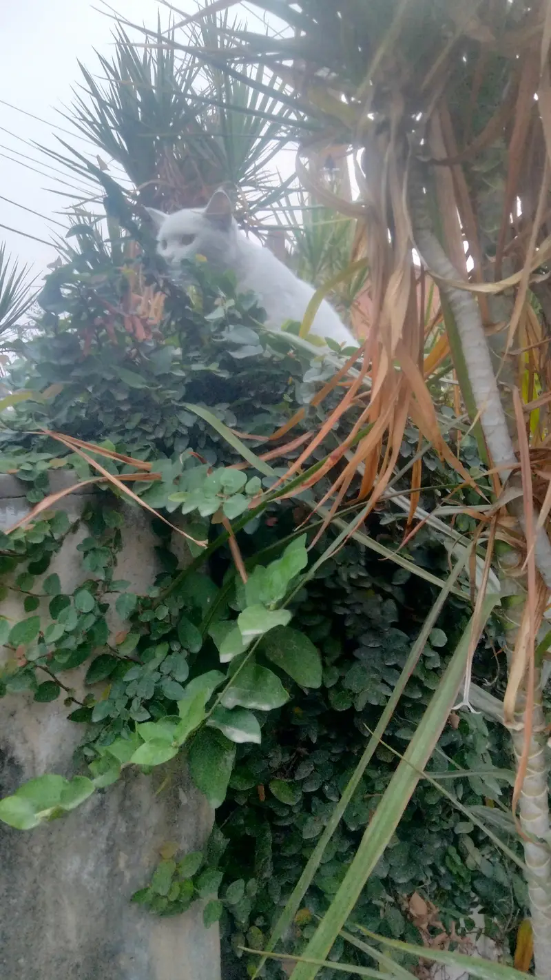 young cat needs a new home — photo 6