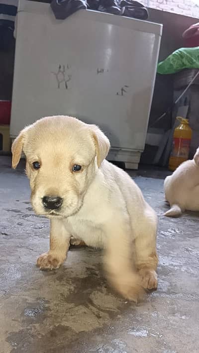 3 puppies 1 month 1 female 2 male
