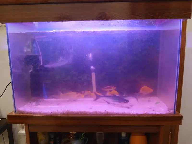 Fish Aquarium with 13 fish — photo 2