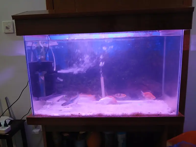 Fish Aquarium with 13 fish — photo 3