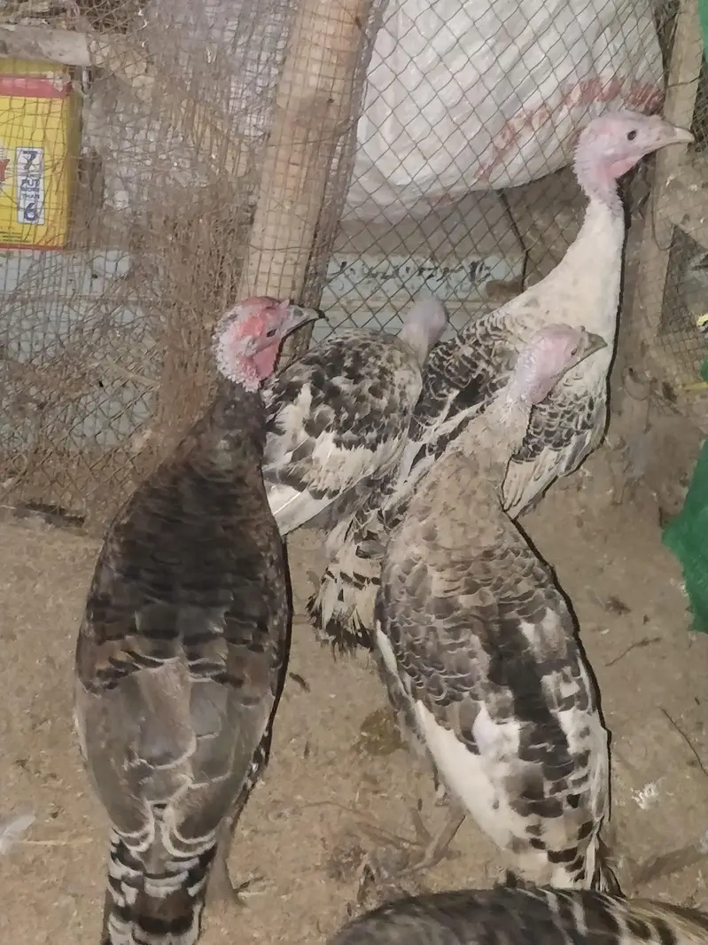 turkey bird Peru — photo 8