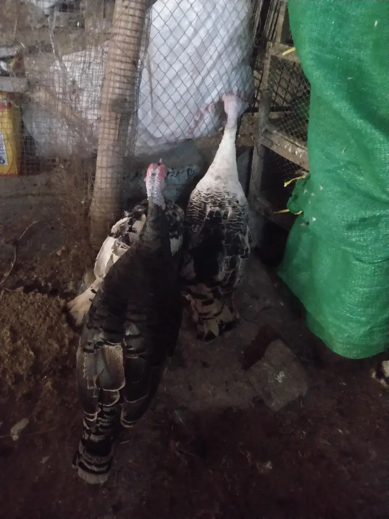 turkey bird Peru — photo 9