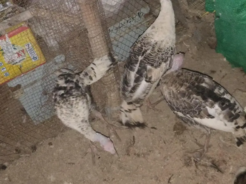 turkey bird Peru — photo 10