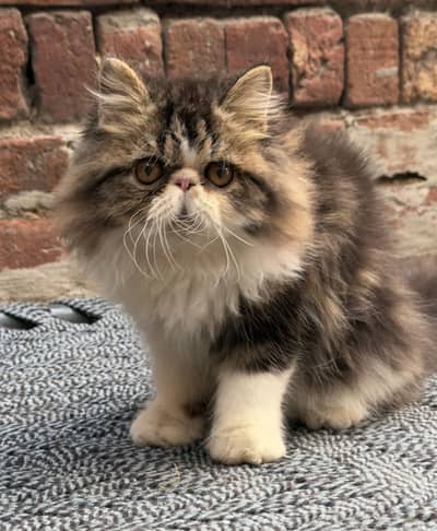 Bicolour Peke Male Kitten