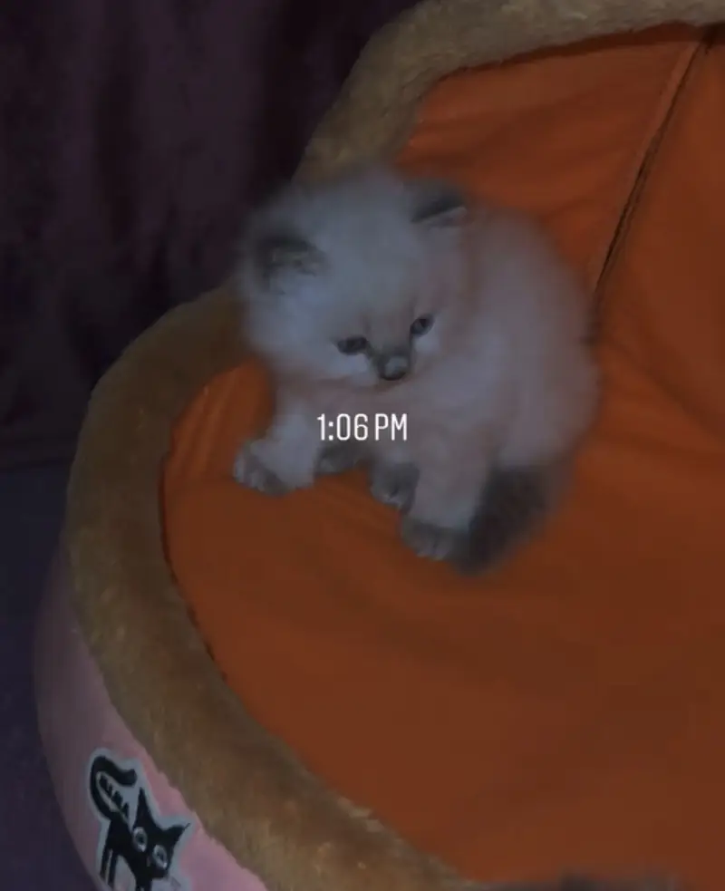 Beautiful Ragdoll × Himalayan Kittens for Sale — photo 2