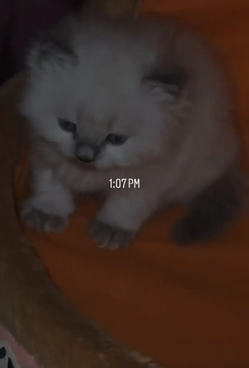 Beautiful Ragdoll × Himalayan Kittens for Sale — photo 3