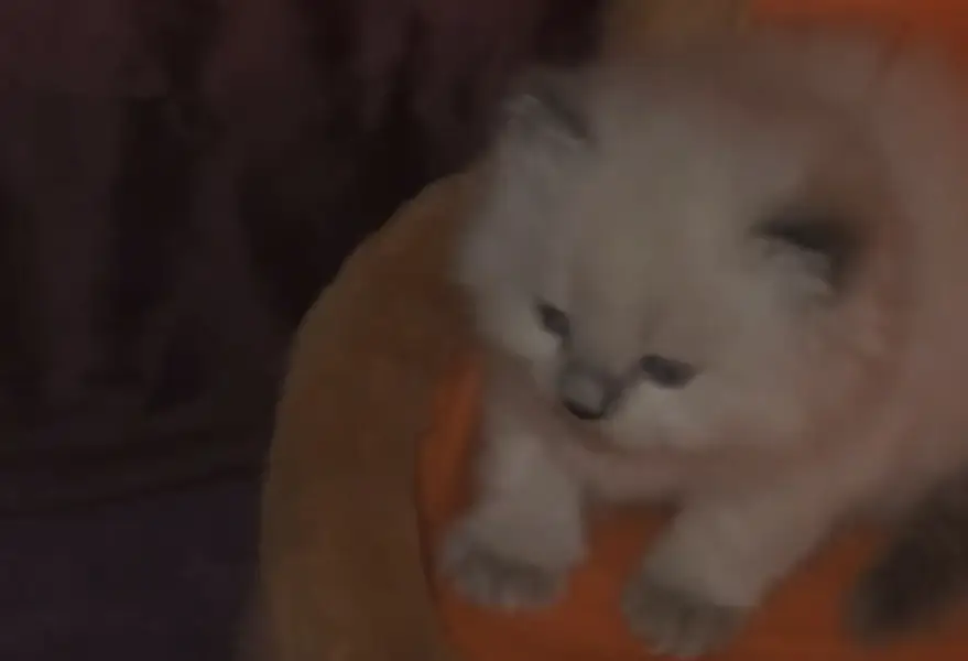 Beautiful Ragdoll × Himalayan Kittens for Sale — photo 4