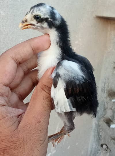 Mushki Aseel Murgi with 6 Chicks for Sale – Pure Aseel Breed