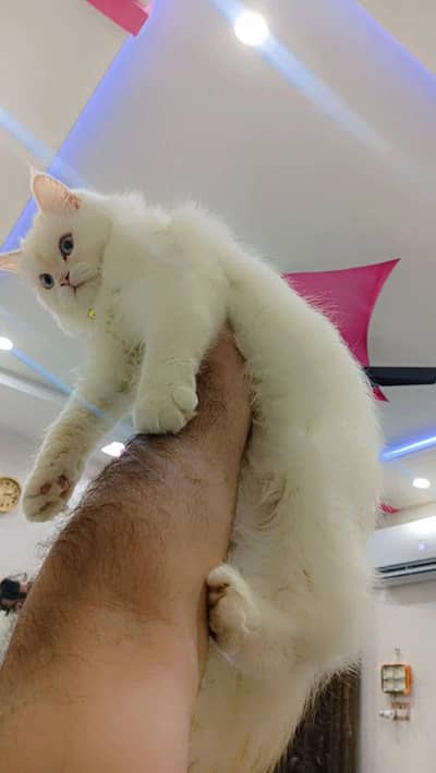 Persian white brown pair