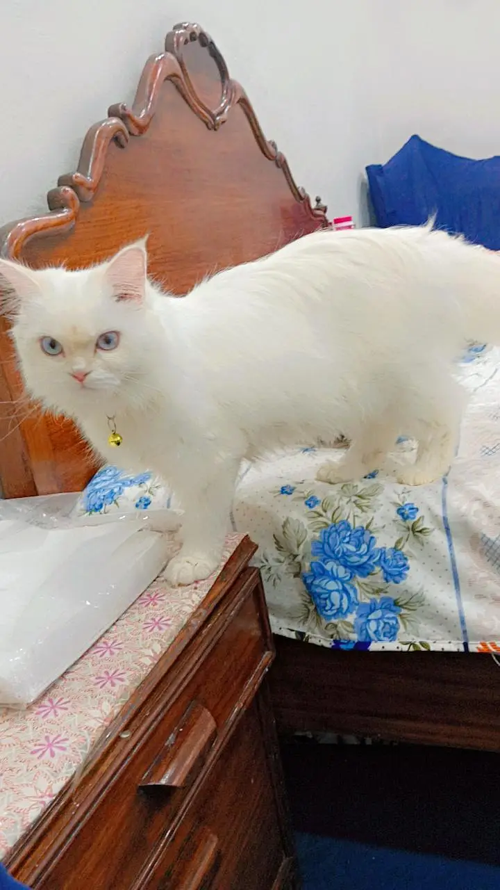 Persian white brown pair — photo 7