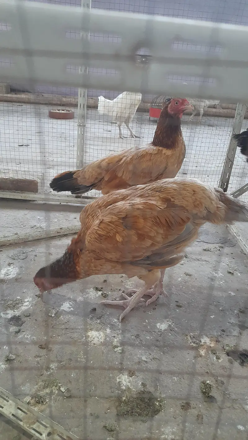 assel pair for sale — photo 4