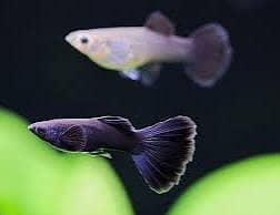 Cherry Shrimp, Black Moscow,, Assassin Snail, Bumble Bee