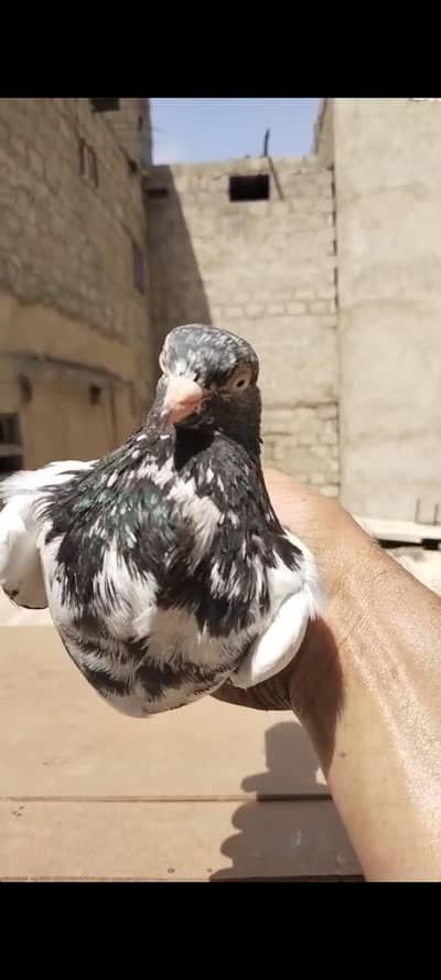 Top quality teddy male for sale