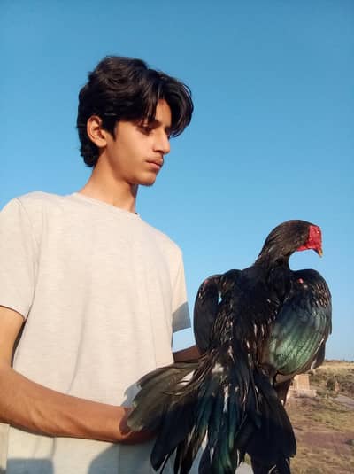 Aseel high quality