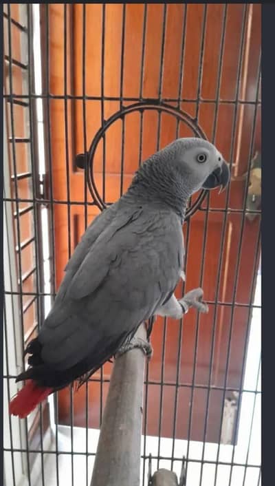 African grey parrot 3 years old with cage