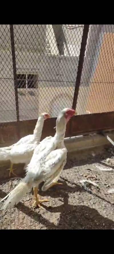 aseel pepar white shamo