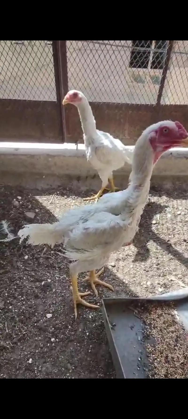 aseel pepar white shamo — photo 2