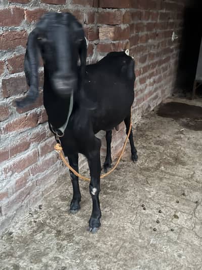 Beetal and desi bakri urgent sale