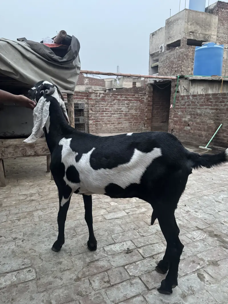 Beetal and desi bakri urgent sale — photo 2