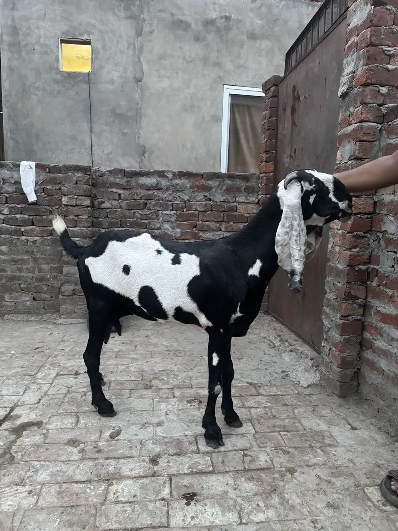 Beetal and desi bakri urgent sale — photo 3