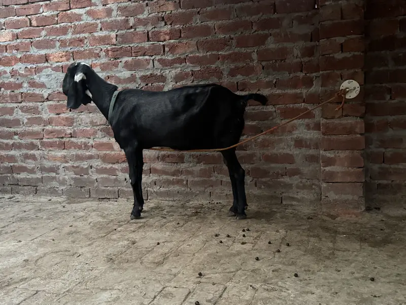 Beetal and desi bakri urgent sale — photo 4