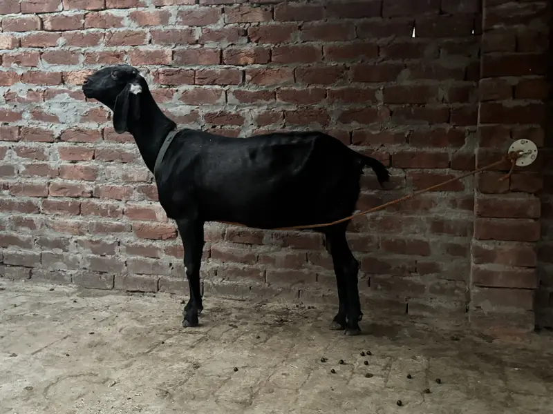 Beetal and desi bakri urgent sale — photo 5